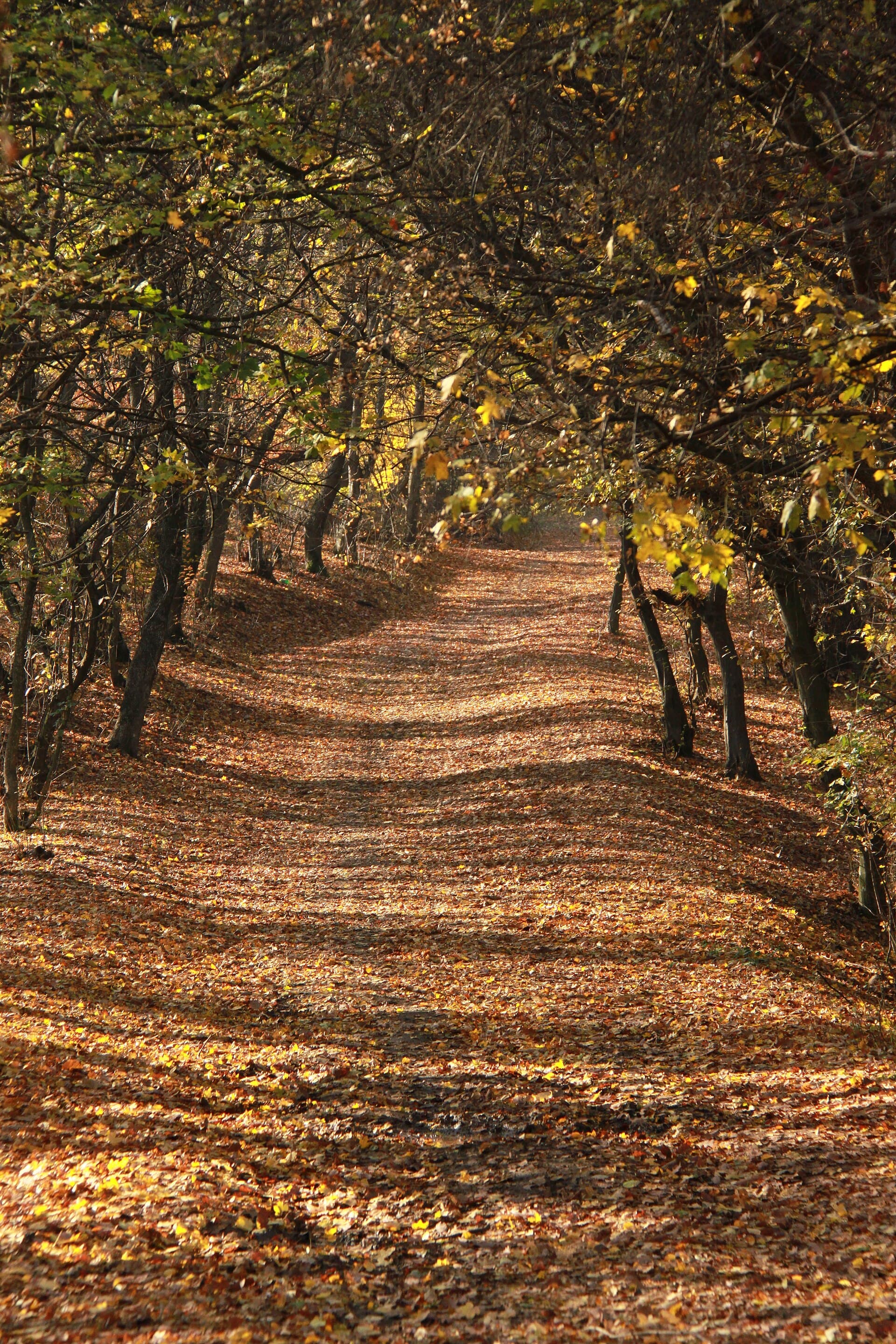 Hoia Baciu: The Forest Where the Trees Grow Wrong, a Clearing Refuses to Grow Anything at All, and a Shepherd Walked In With 200 Sheep and Never Came Out