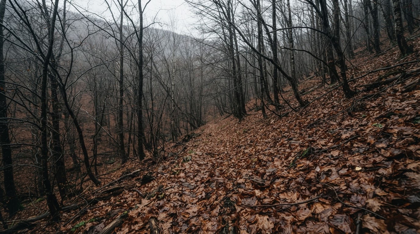 A quiet, leaf-strewn slope deep in a mountain forest after many years have passed