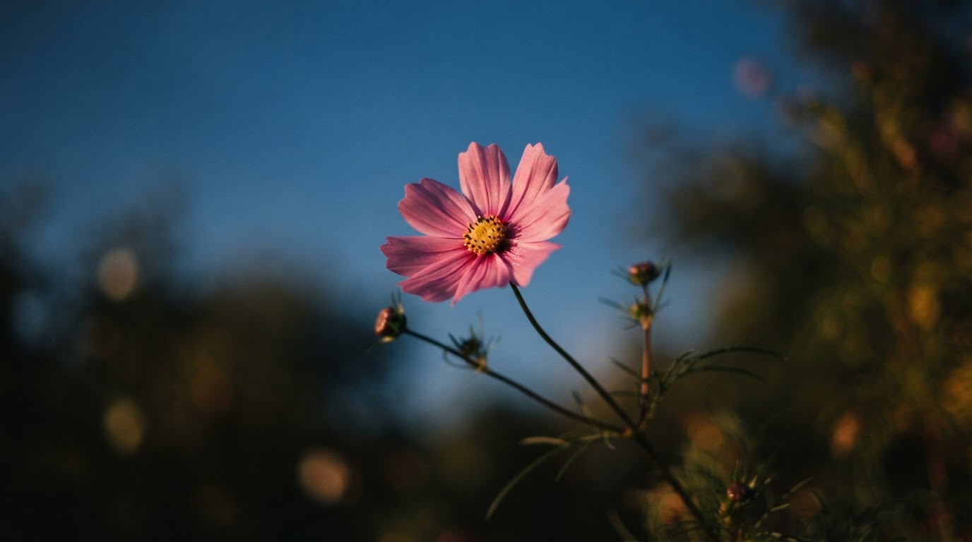 A close-up of a single cosmos flower swaying in the autumn wind, the blue sky behind it softly blurred