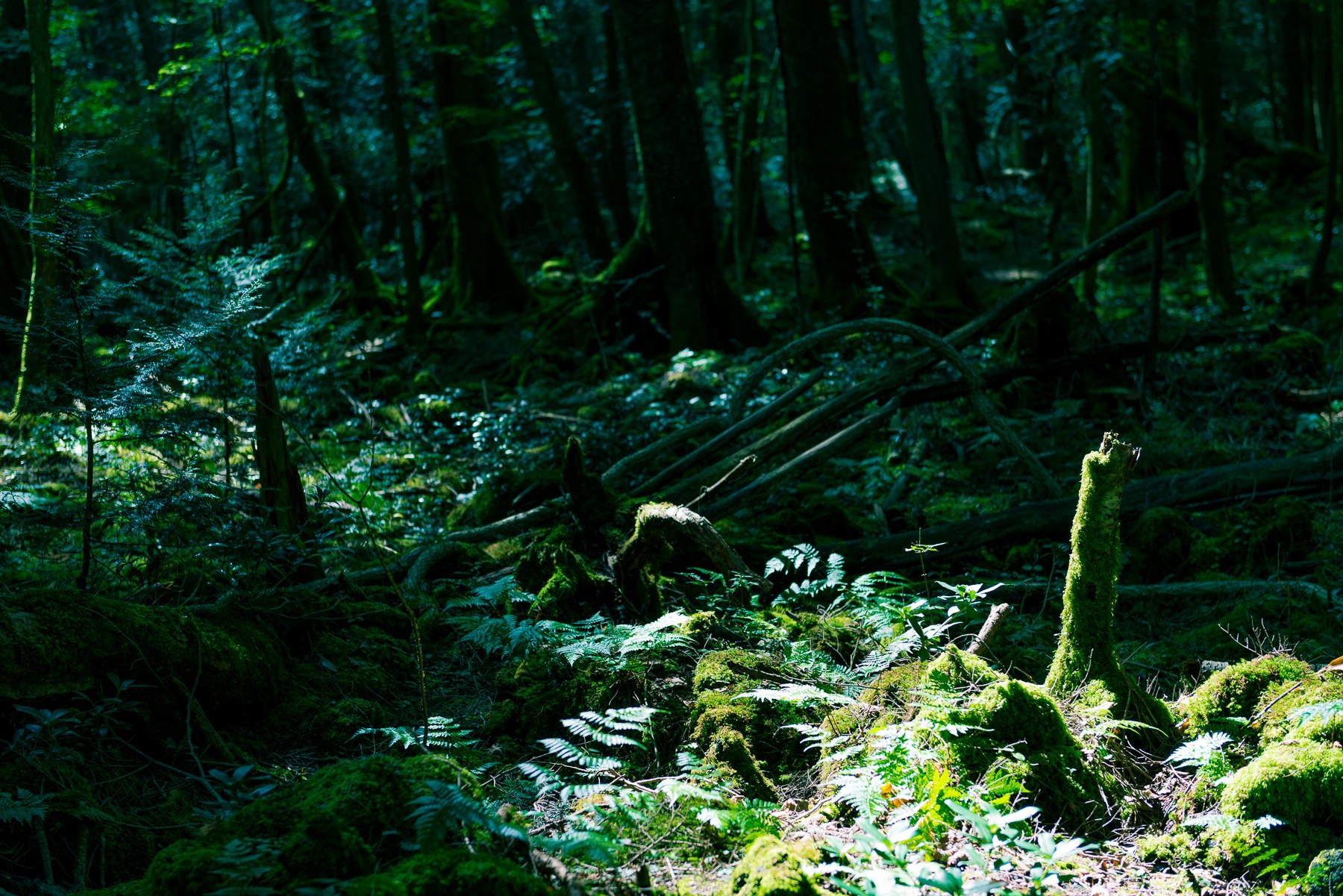 Deep inside Aokigahara. The person who uploaded this photograph named the file "Suicide Forest."