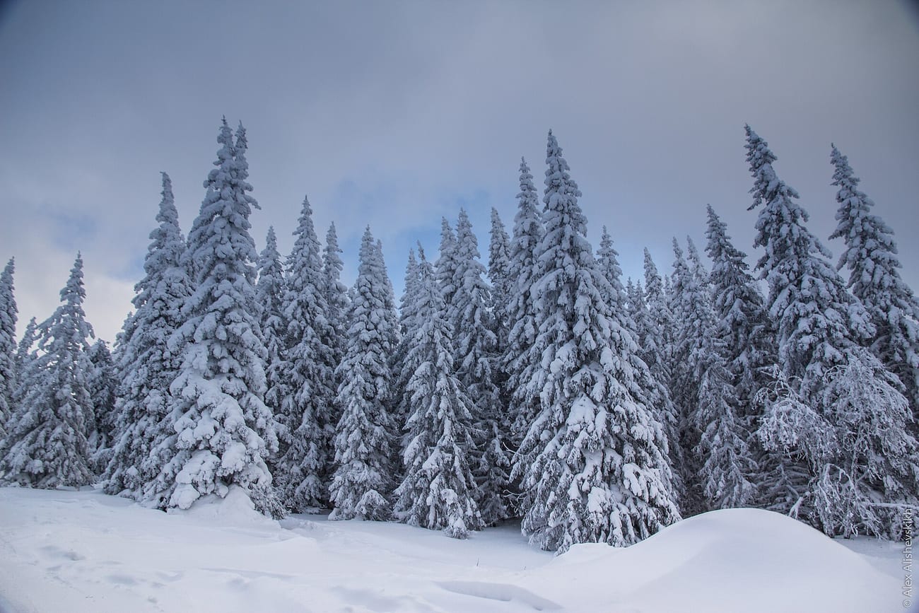Winter woodland in the Ural Mountains — the vast, subarctic terrain the group was crossing.