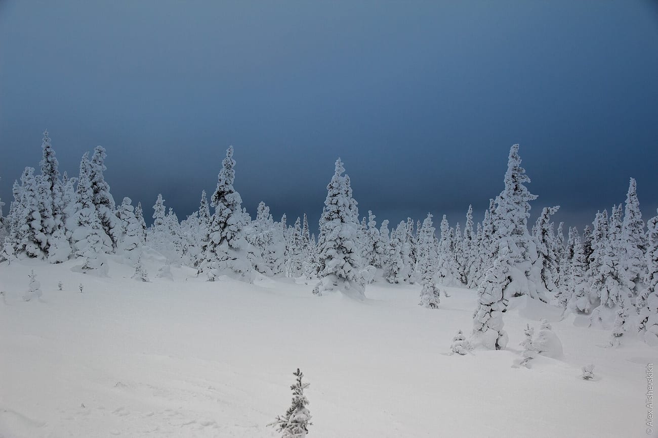 Snow-laden pines in the Urals — the treeline the hikers walked toward in the dark.