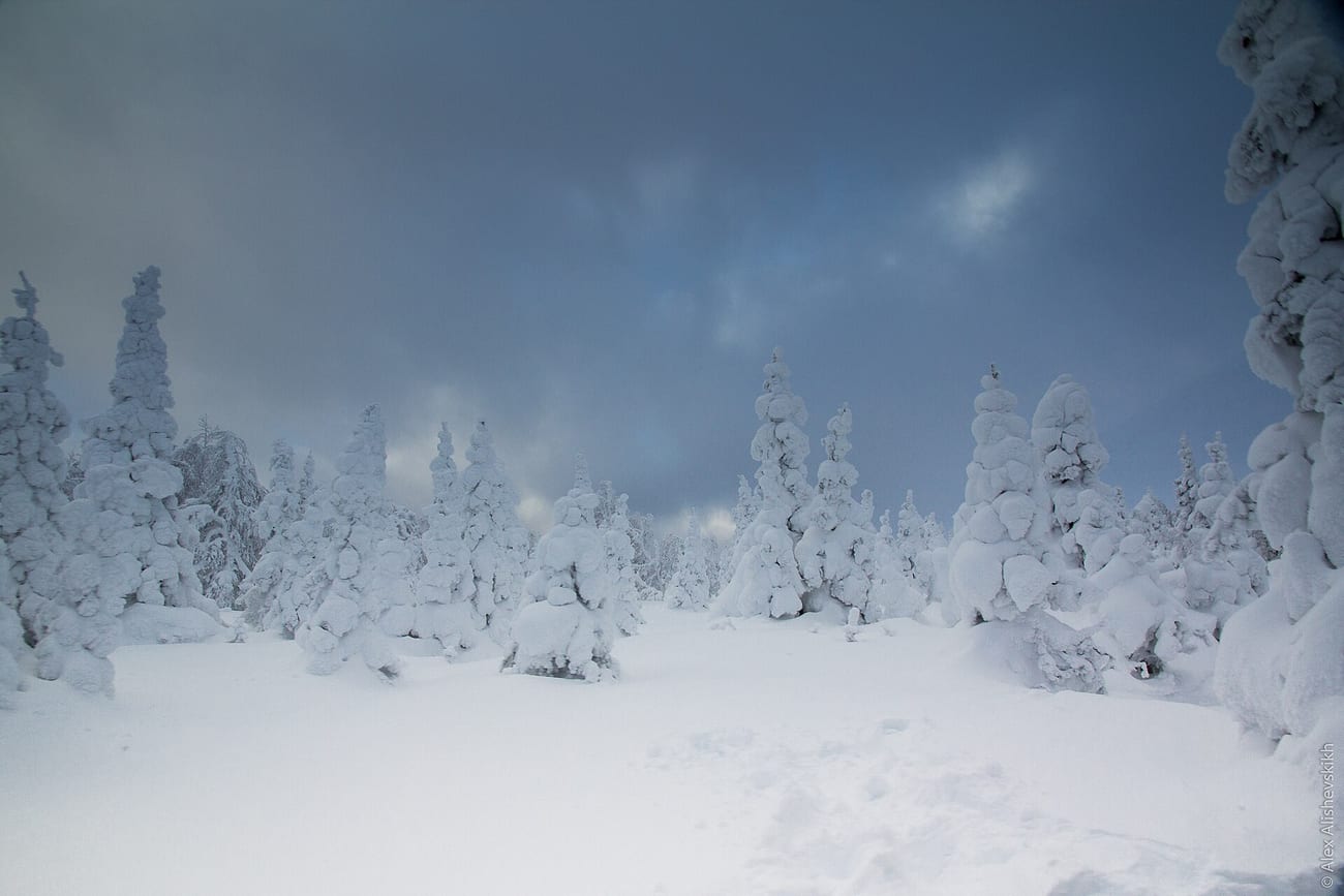 Ural winter woods under heavy snow — the conditions on the night of 1 February 1959.
