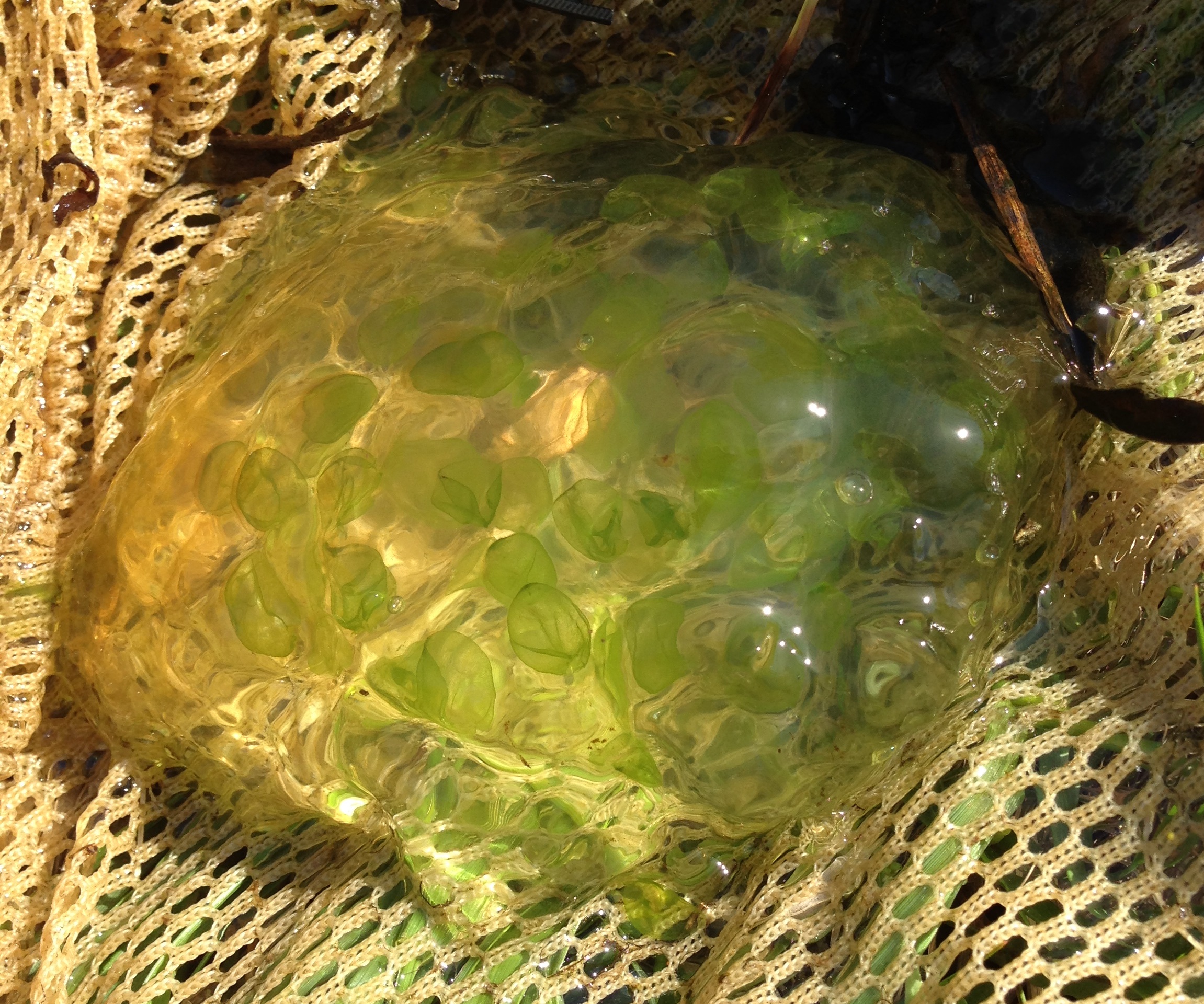 A cluster of salamander eggs by a springtime stream (Wikimedia Commons / CC BY-SA)