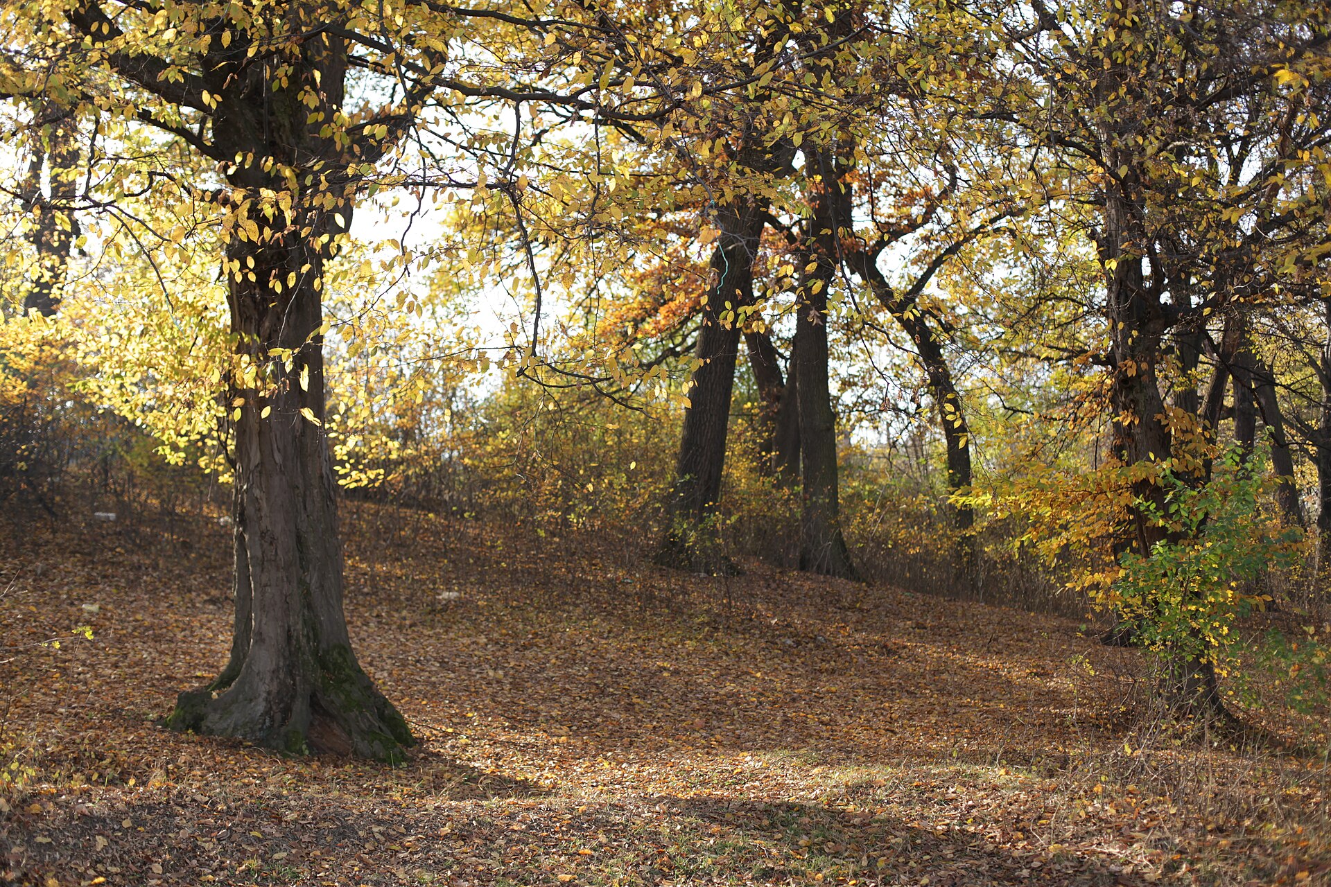 Inside Hoia-Baciu forest: thick broadleaf trunks and a floor of fallen leaves in autumn backlight