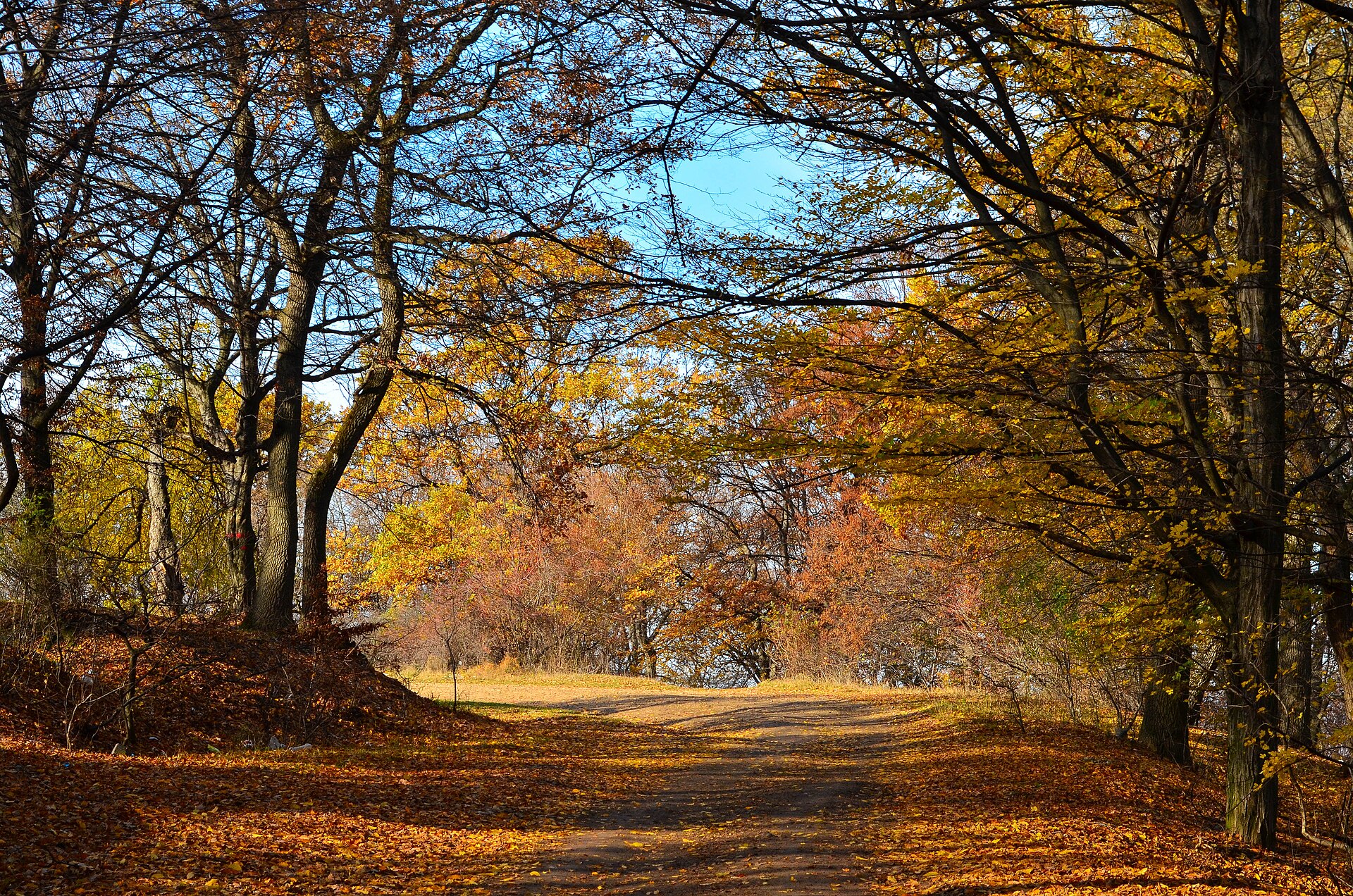 Hoia-Baciu forest in autumn, the dense canopy stretching across the hillside