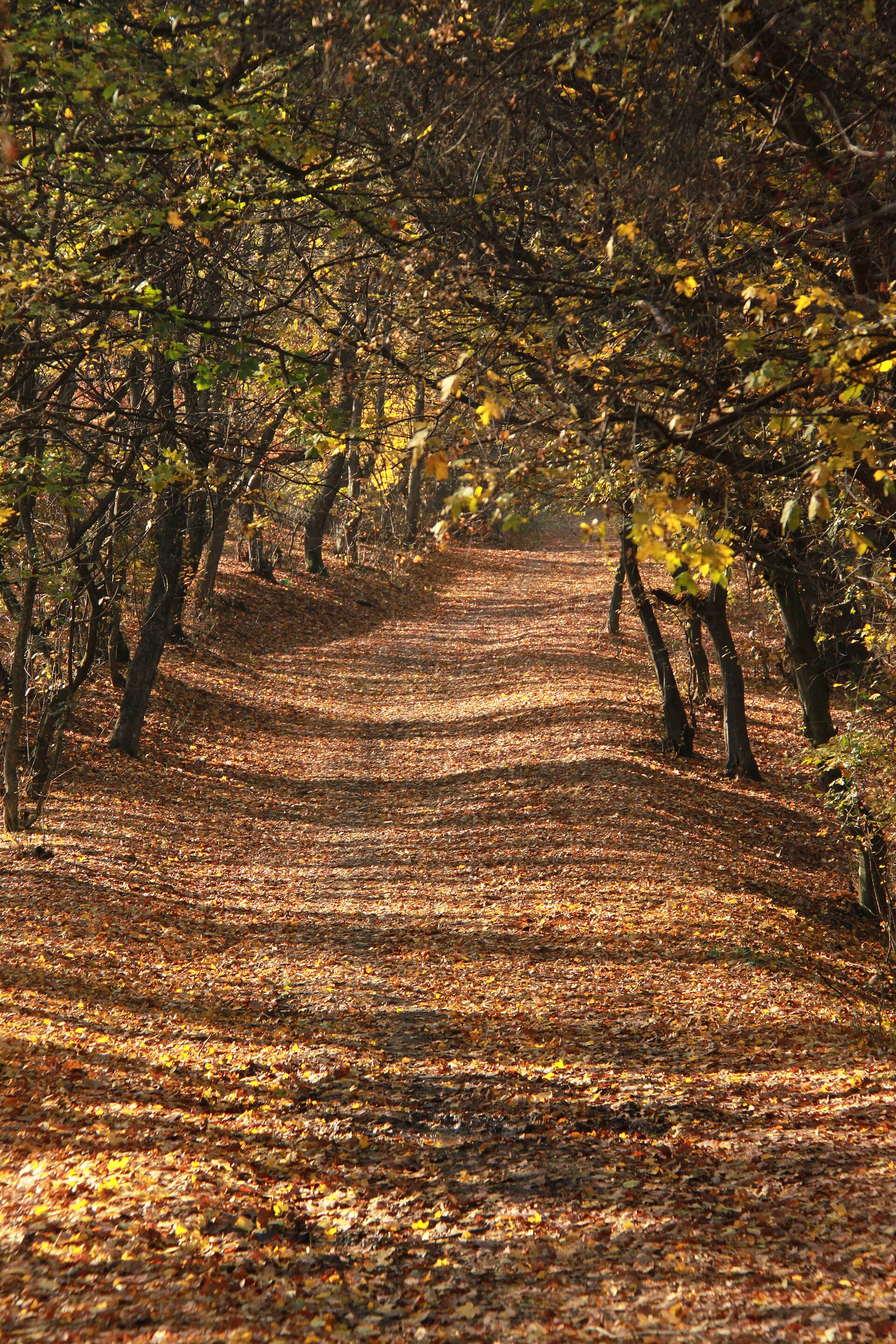 A leaf-covered trail leading into Hoia-Baciu forest, the path disappearing between the trees