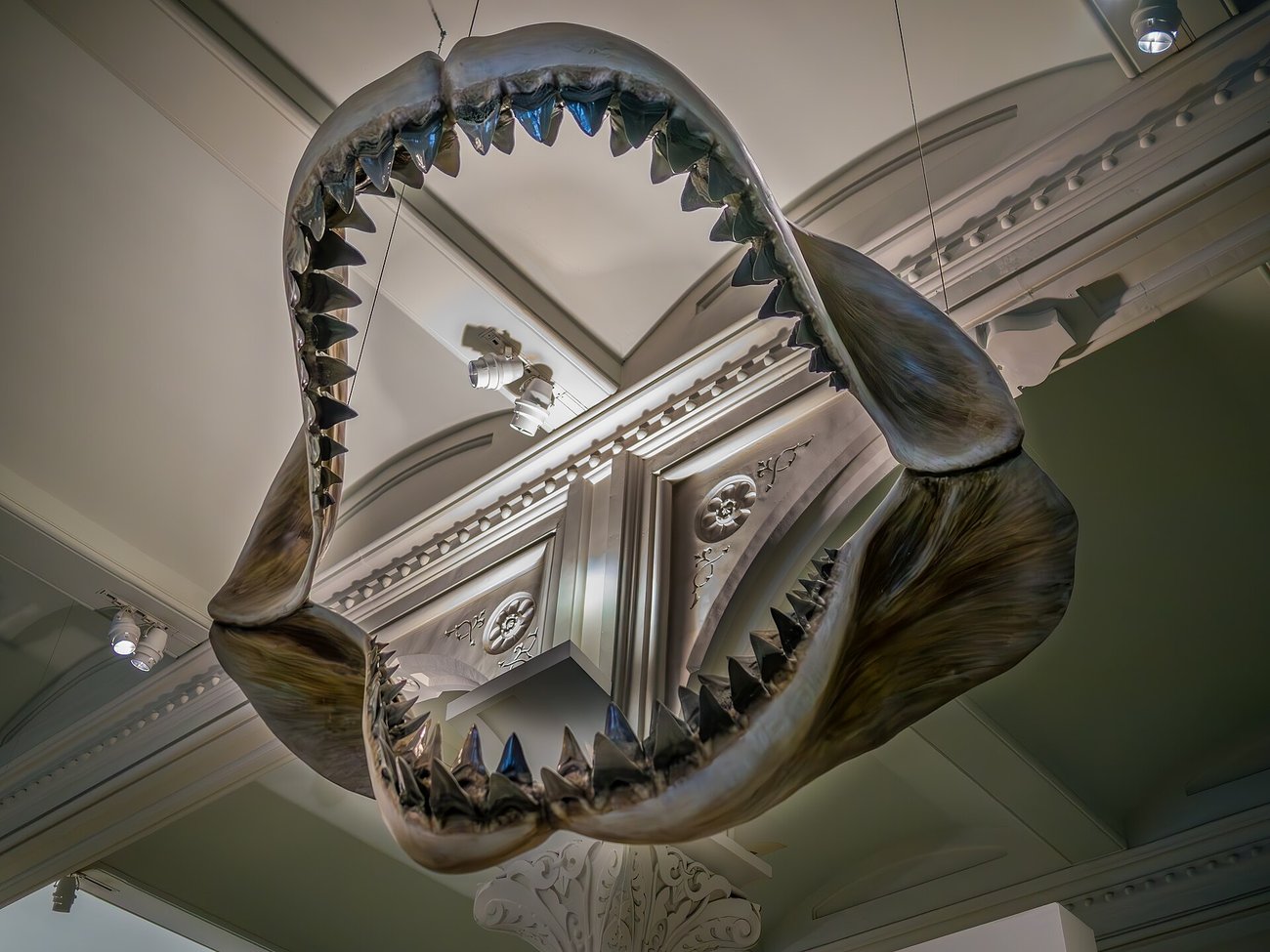 アメリカ自然史博物館のメガロドンの顎の復元展示。 (Reinhold Möller Ermell / CC BY-SA 4.0)
