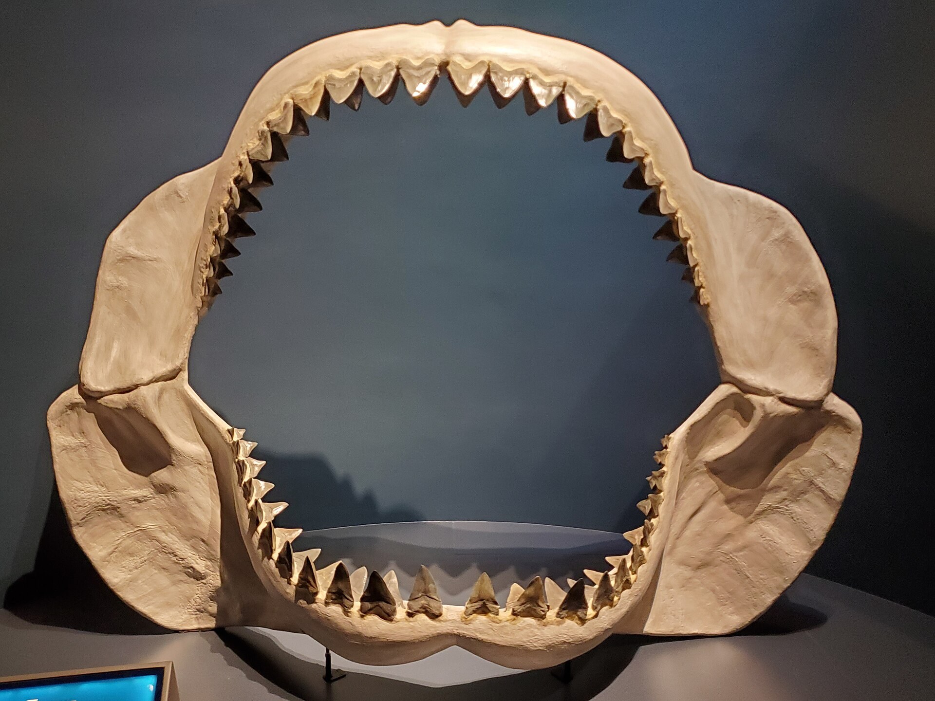The reconstructed megalodon jaw on display at the Tellus Science Museum — wide enough for a person to stand inside it. (Ryan Somma / CC BY-SA 4.0)