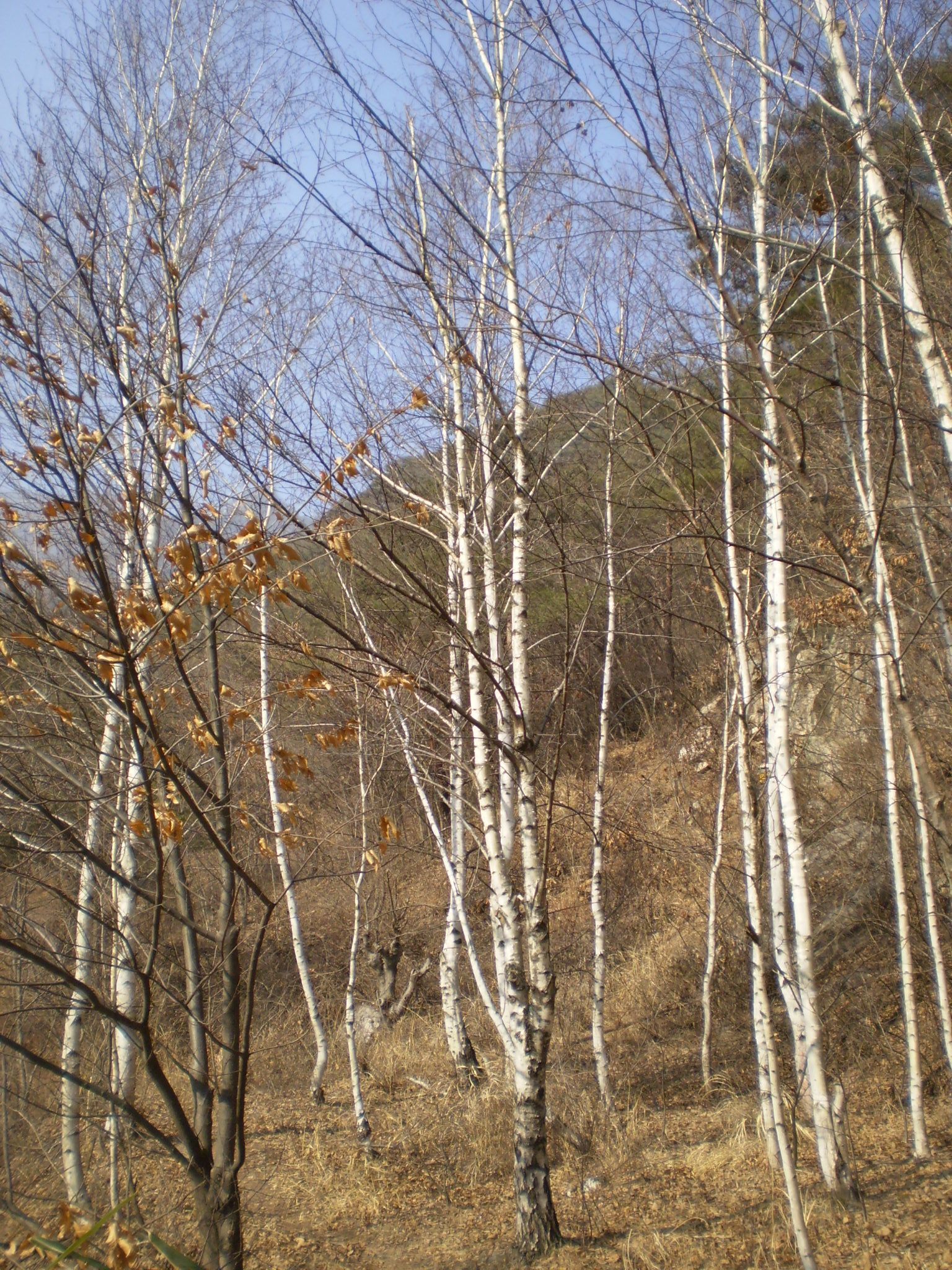 A winter birch forest — the mountains of Mungyeong must know the answer to that day.