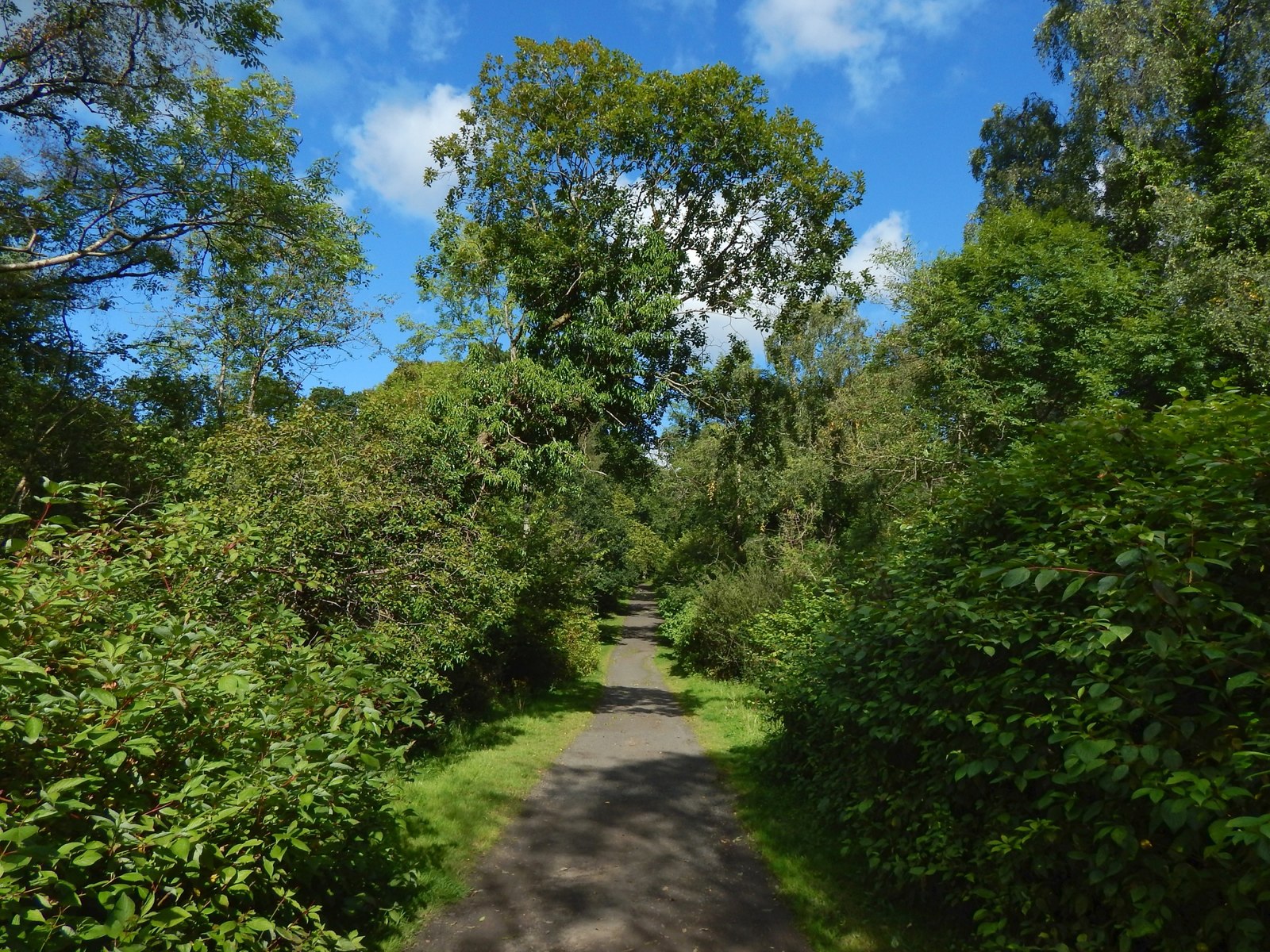 The wooded drive leading up to the house — the Overtoun estate as it is today
