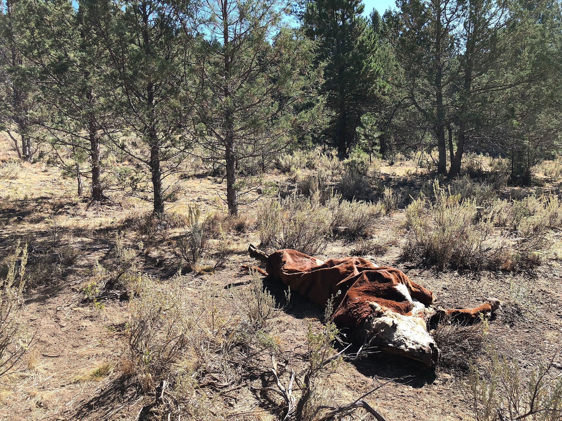 A documented case of an unexplained cattle death on a ranch in the American West — not one of the Sherman family’s animals, but a record photograph of the so-called cattle mutilation phenomenon reported across the region in the same era