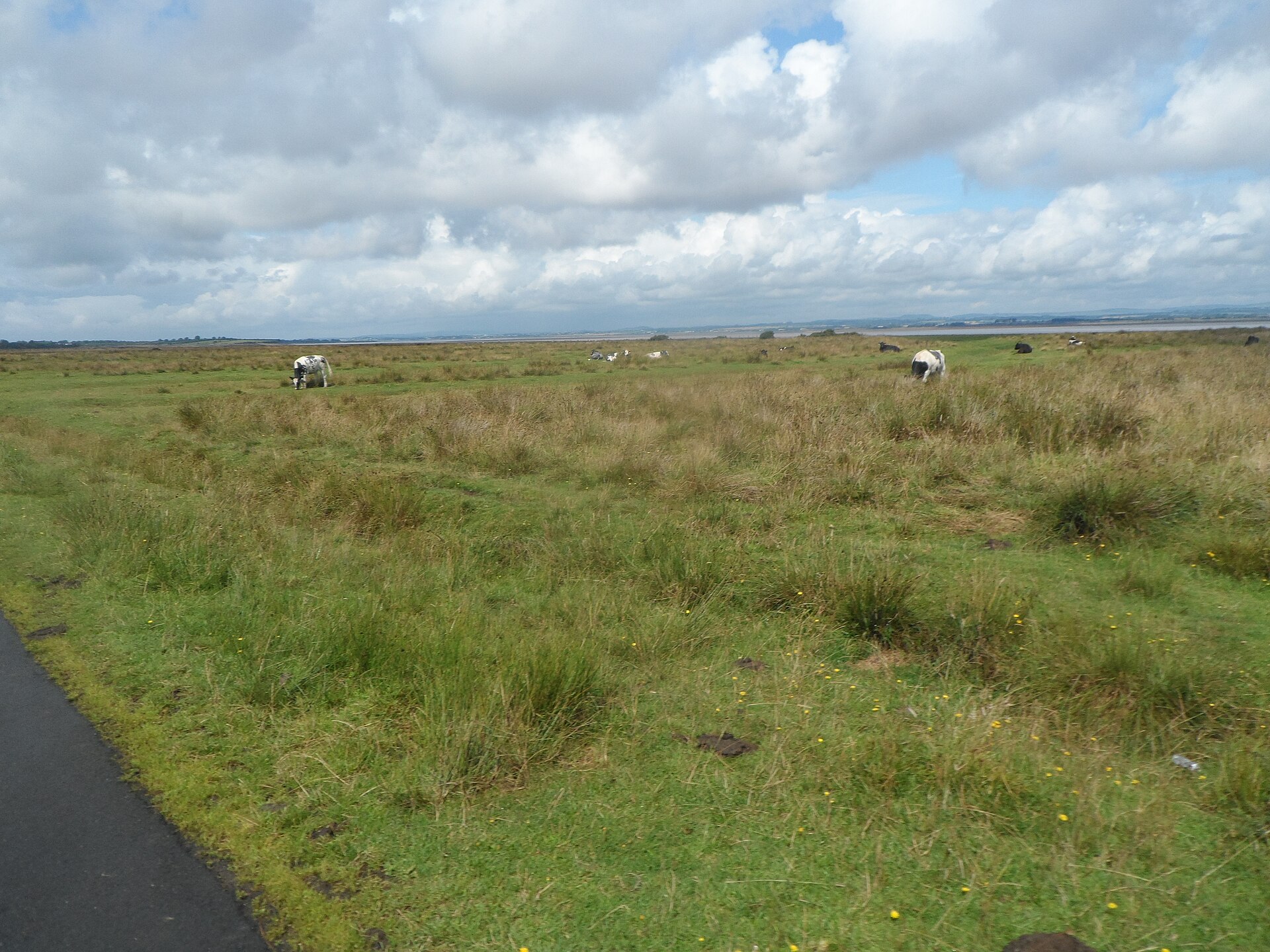 The salt marsh at Burgh Marsh on the Solway Firth, where the photograph was taken — the flat grazing land, the cattle and the distant horizon look much as they did in 1964