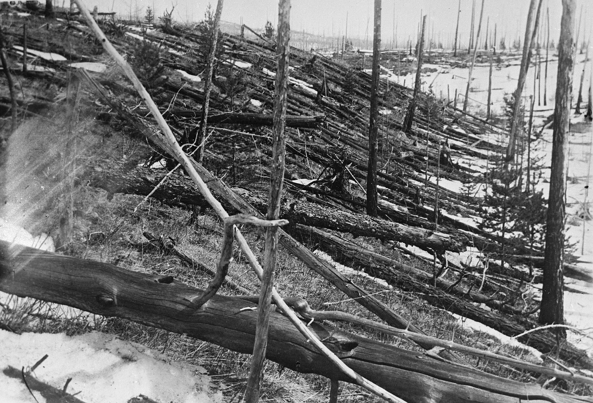 The Tunguska blast zone photographed by the Kulik expedition in 1927 — trees felled in unison, all pointing away from the explosion