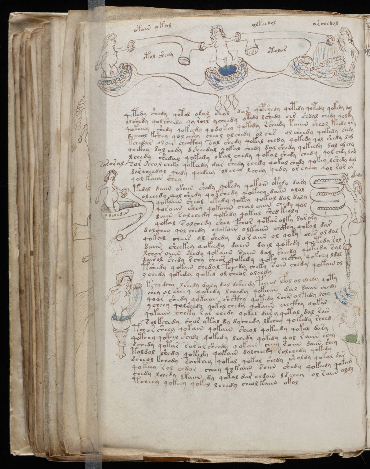 An actual folio from the bathing section, the strangest part of the book — blue basins and pipe-like structures with figures immersed in them