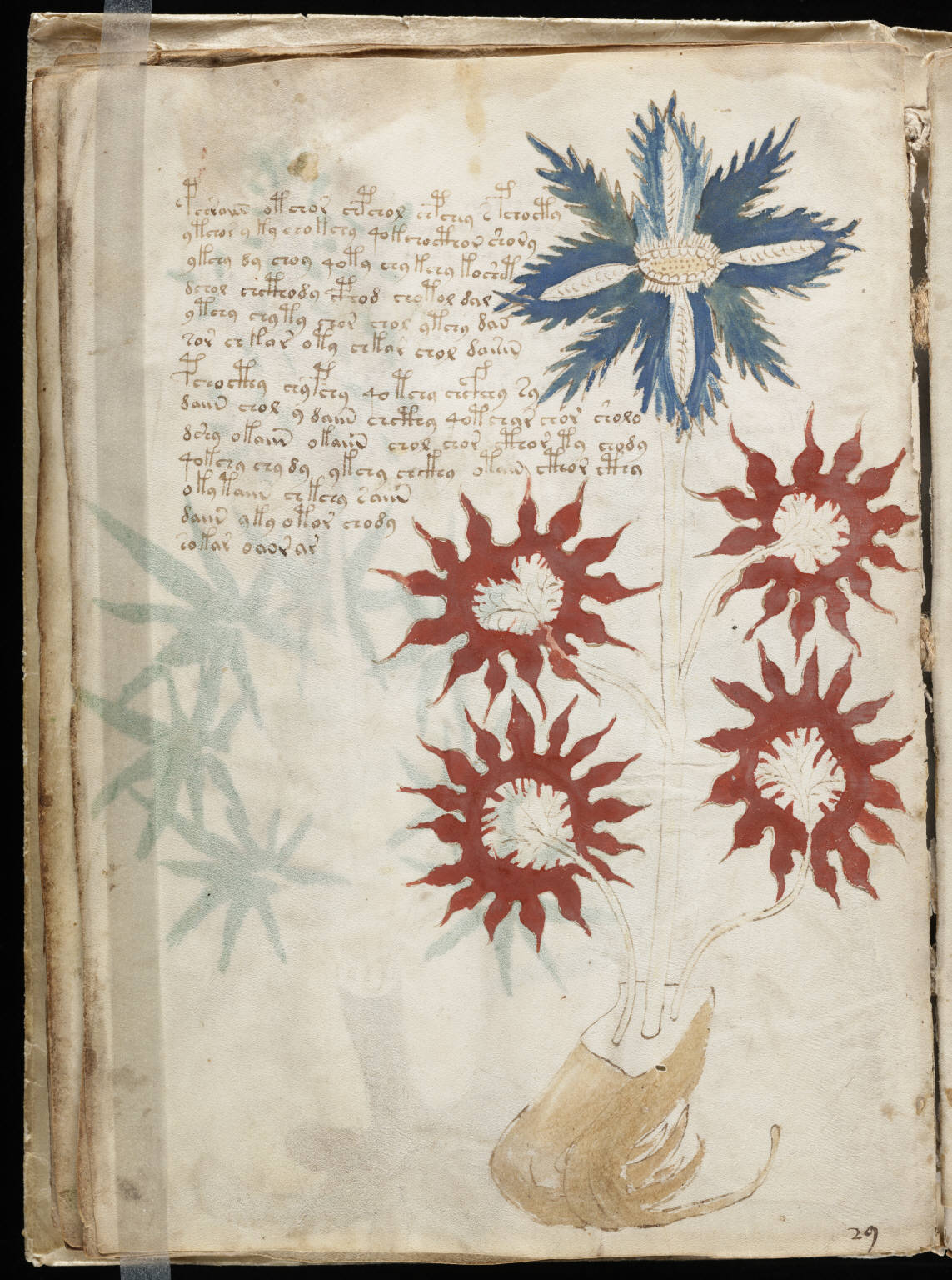 The vellum that radiocarbon dating placed in the early fifteenth century — an actual folio showing blue flowers and red star-shaped blooms