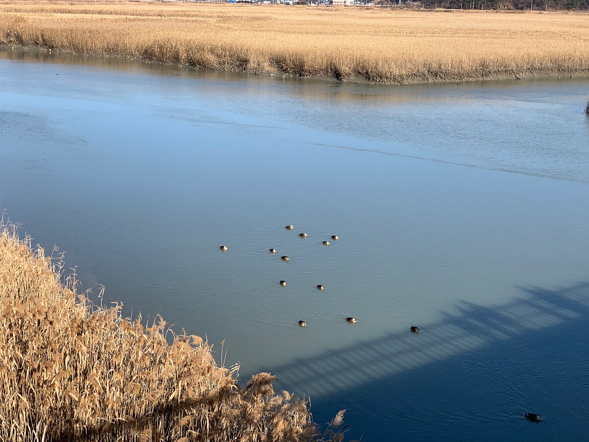 The reed marshes of Suncheon Bay in winter — the area near the site, photographed in a different season than the discovery